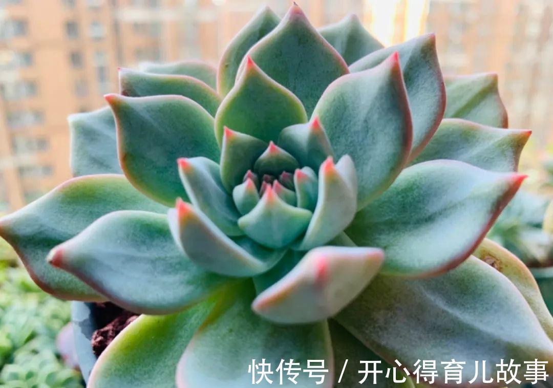 养花：这种多肉，是杂交的混血宝宝，你家有吗？