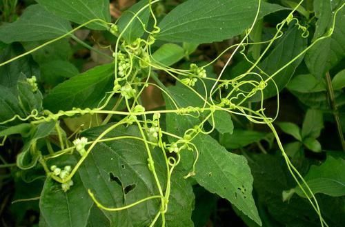 农村这种“阎王草”,危害非常大,却有补肾益精的功效