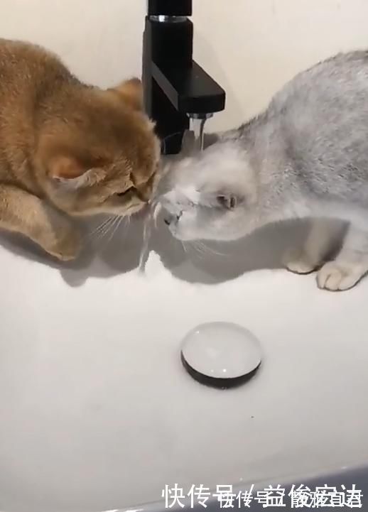 |两只猫水龙头下喝水，竟上演如此搞笑一幕，宠主看了笑到肚痛
