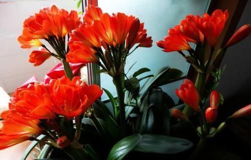 盆栽君子兰该如何催花?掌控4方面因素,开花早、状态理想