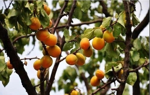 请留步|乡村土特产，各有风味，吃货请留步