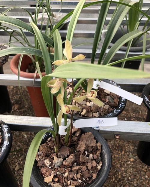 天冷了建兰最下面的老叶发黄了什么原因