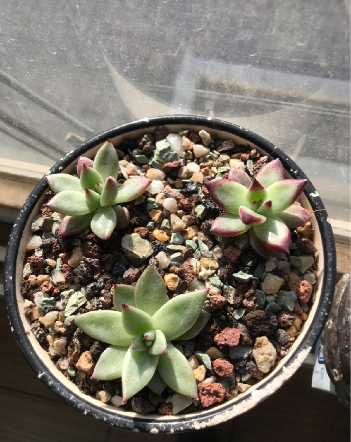 浇水|最难养的9种多肉,生病了难“医治”,新手轻易别碰