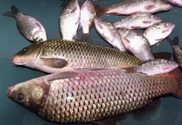 出现小鱼闹窝,并截口不断,这可能是大鱼进窝的迹象,一定要抓住!