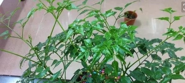 养客厅|能“镇宅”的3种花,养客厅最合适,有“旺财运”的寓意,也好养