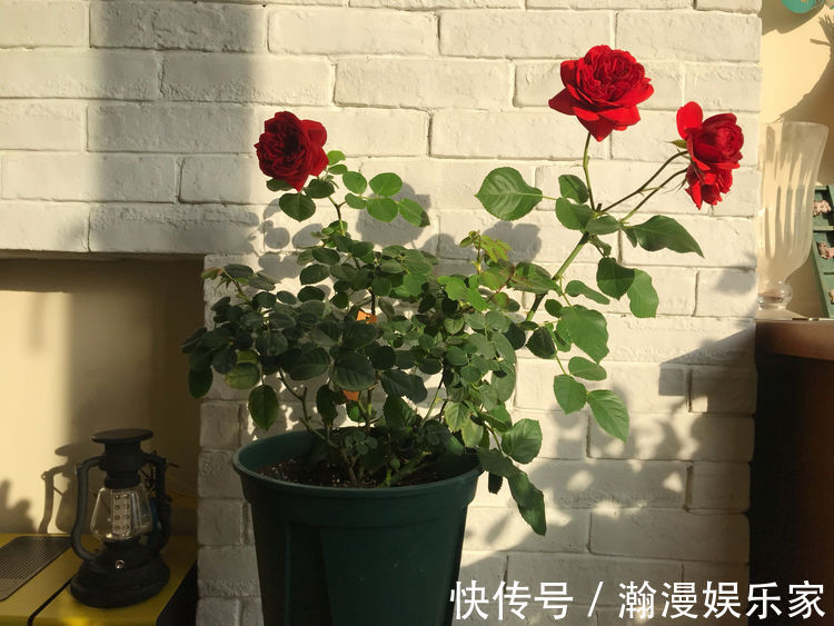 名品|喜欢菊花,不如养盆“牡丹名品”岛大臣,花团锦簇,花枝招展!