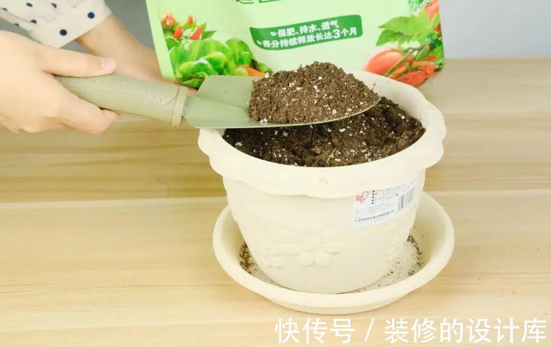 芦荟|8种花像“老母猪”,种一棵,生一窝,多得没地方养