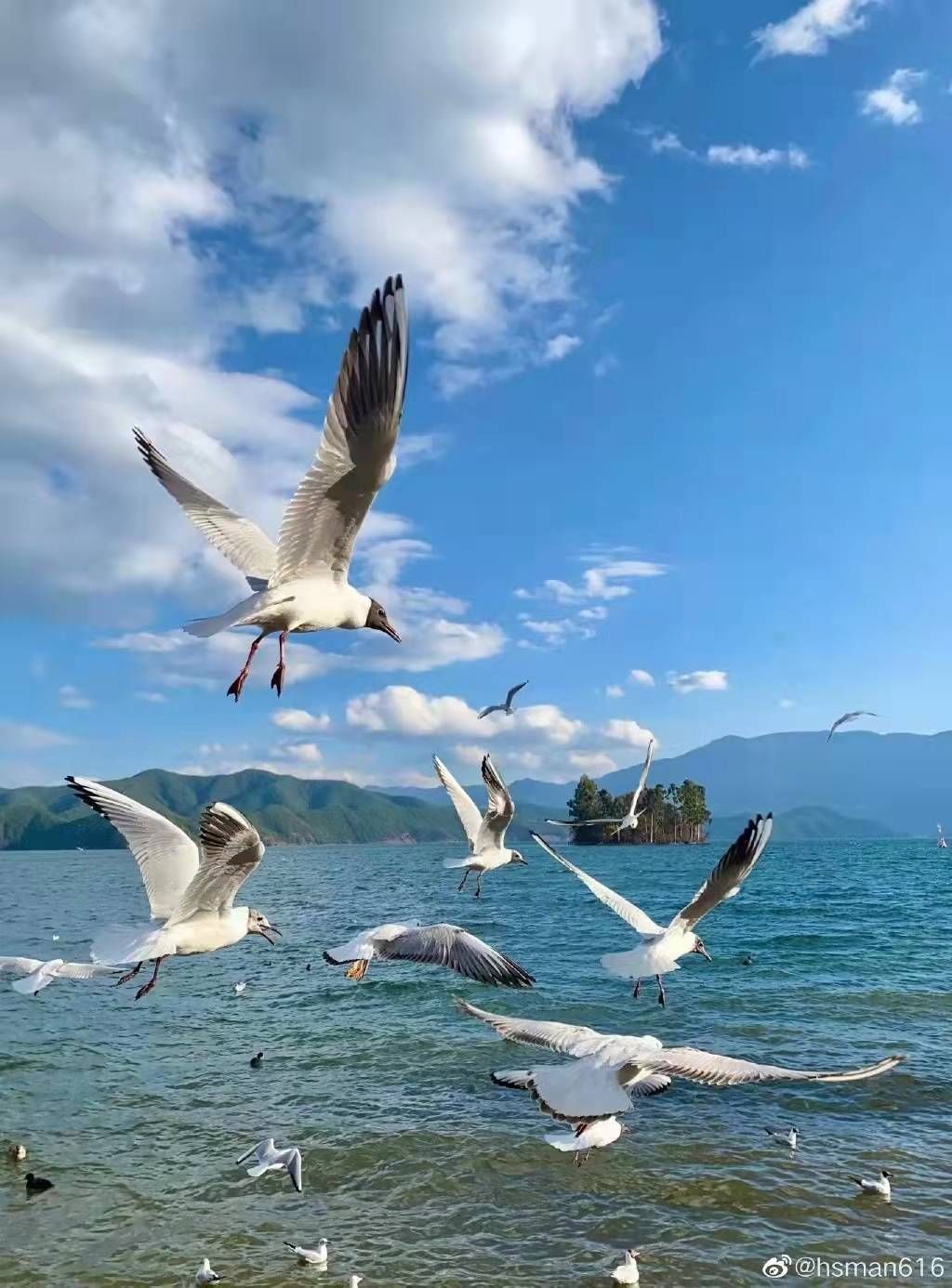 潜鸭|观鸟天堂泸沽湖：海鸥从尼泊尔拍翅而来和两万只水鸟共翩跹