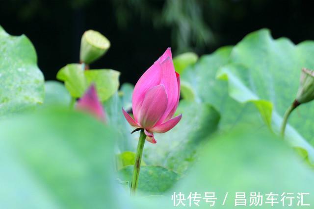 五花肉|入伏后，饮食有讲究，推荐8道“解暑菜”，应季节而食身体棒棒哒