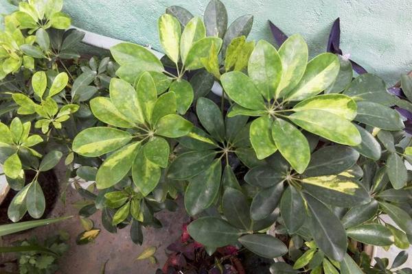 客厅太“阴暗”,就养“3种树”,不仅能“镇宅”,还能吸甲醛