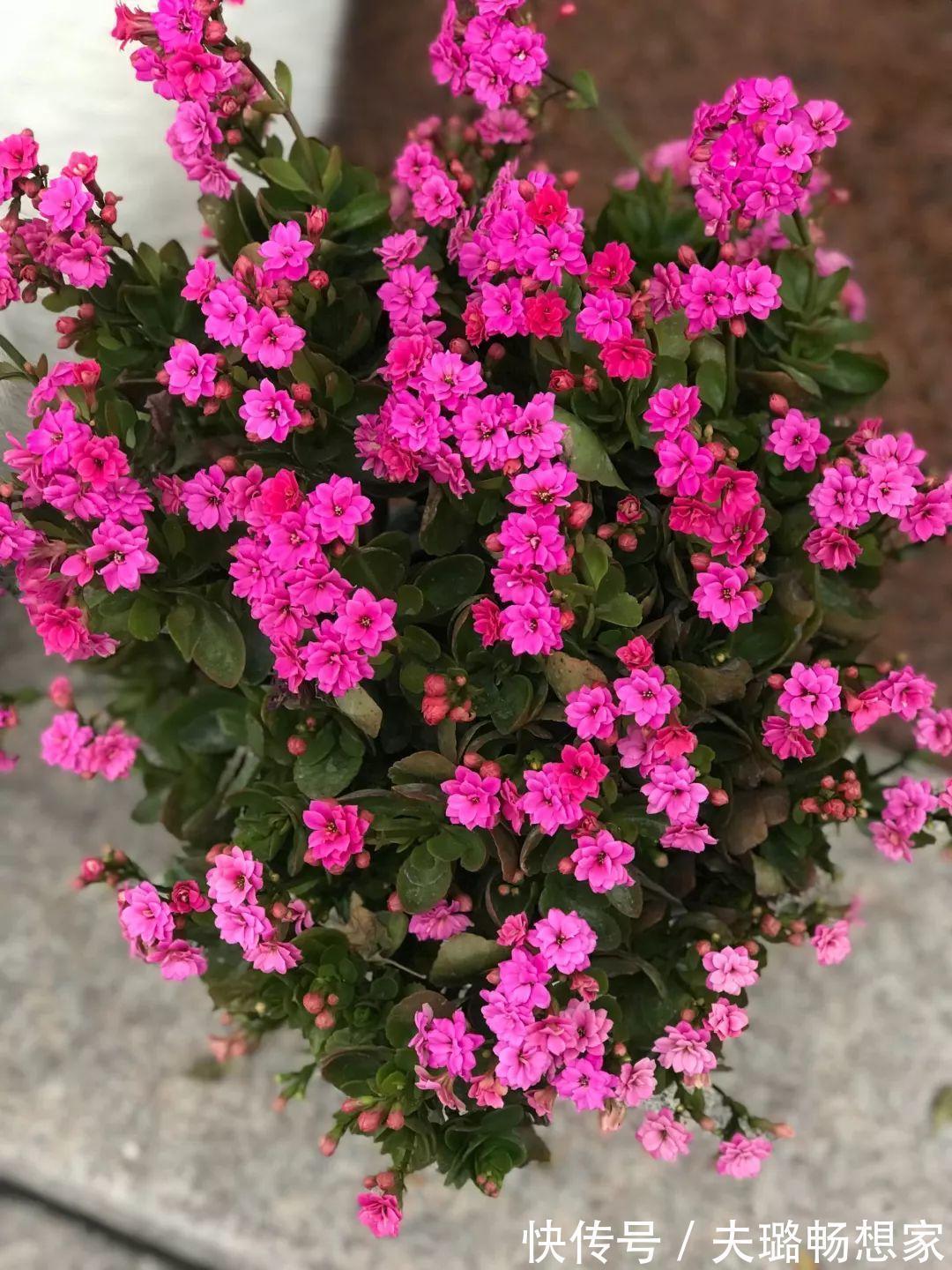 酒瓶种长寿花，阳光晒够了，3个月变老桩！