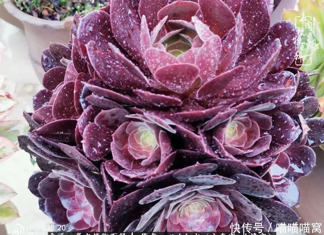 多肉|你是爱,是暖,是希望,你是人间四月天!