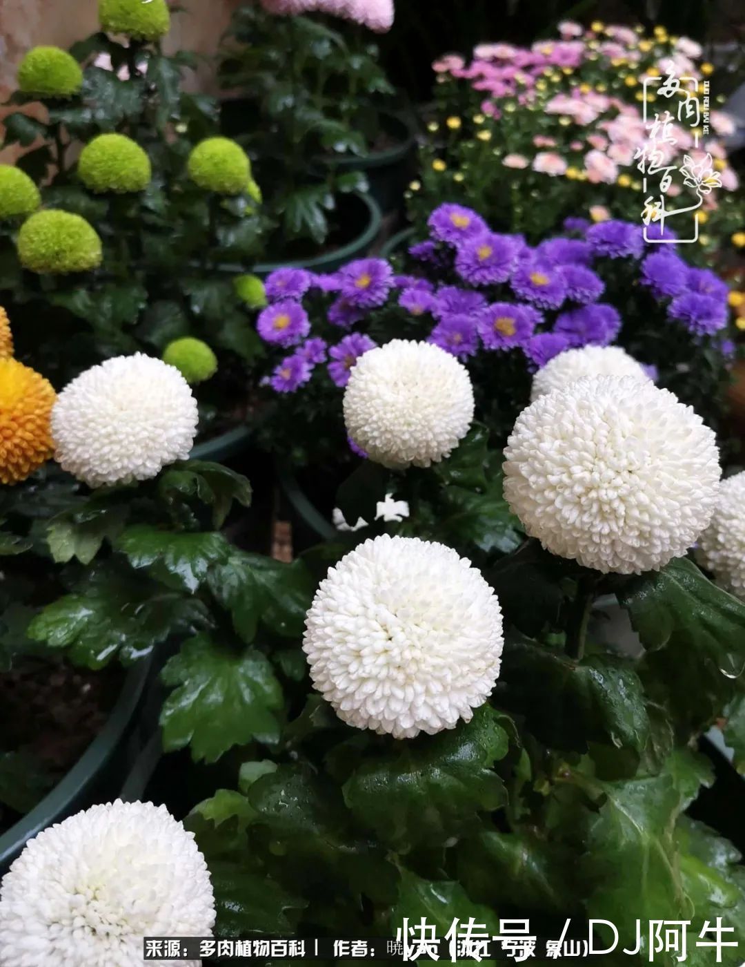 入多肉坑八年,始于初心,一切但求无愧于心