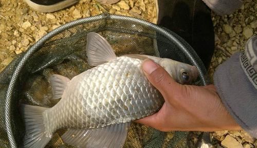 春季钓鲫鱼,这些自制窝料饵料配方可以试试,比商品饵更好使!