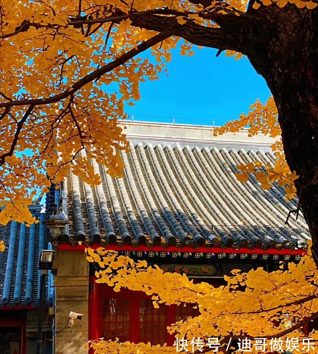 红螺寺|北京银杏美学巅峰：红螺寺千年雌雄银杏树！赏秋与祈福两不误！