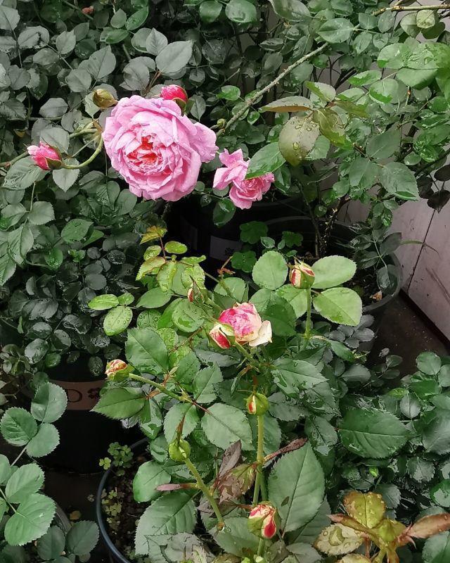 光秃秃|家里花像光杆司令太难看,学会剪和浇,半月新枝就窜满盆