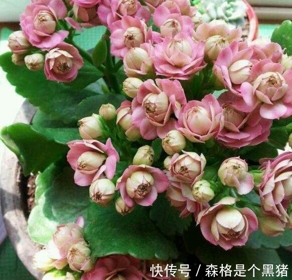 爆盆|想要长寿多开花，盆里10天扔个“它”，花苞蹭蹭窜，不管也爆盆