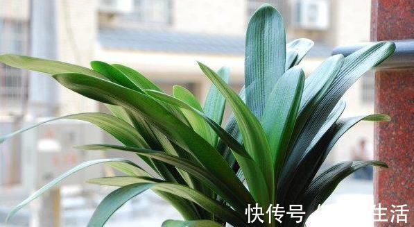 用这2种“肥水”养花,比淘米水食醋水靠谱的多,养啥花都“旺”