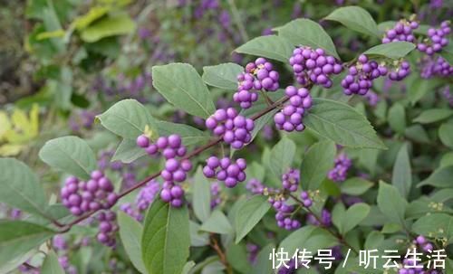 叶似枇杷叶,果实像紫珠,无论谁在村边偶遇,别无知当草,要重视