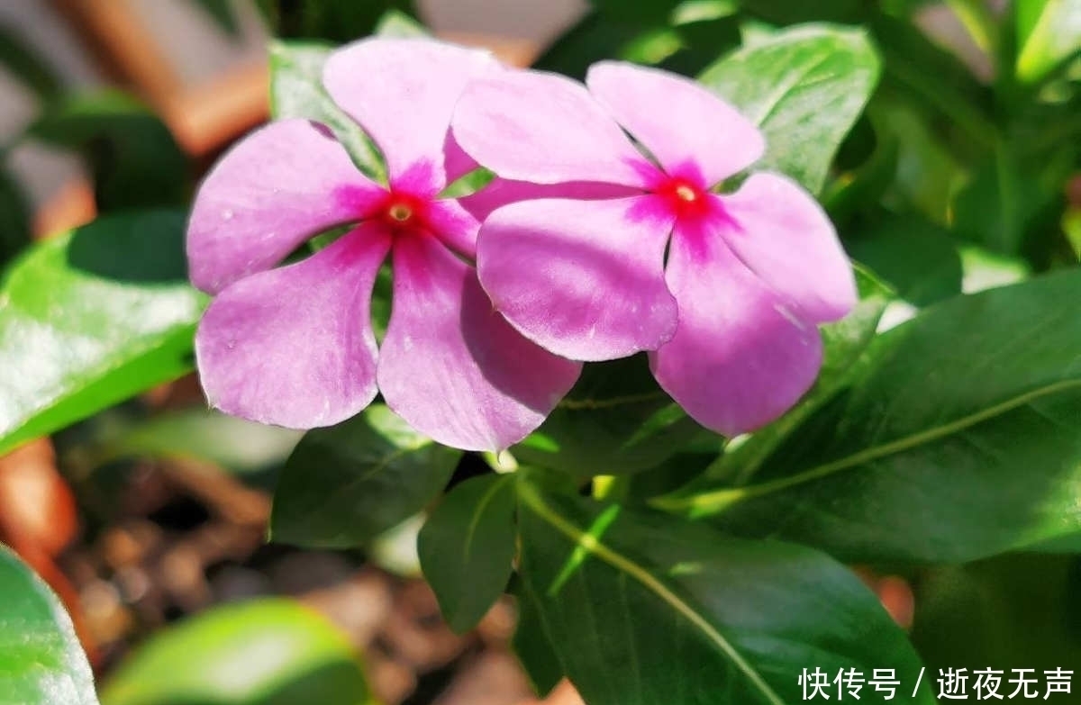 植物|倒春寒来袭，养花5件事不能做，不然花熬不过去全死了