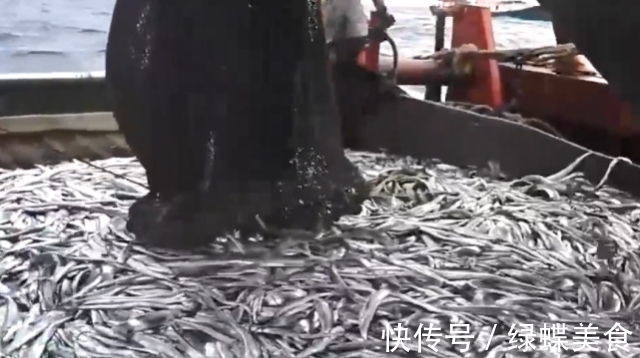 掉漆|原来带鱼是这样捕捞的，难怪每一条都“掉漆”了，真是长见识了
