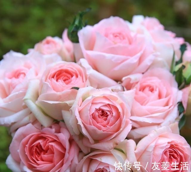 月季花|此花,美过玫瑰,艳过牡丹,四季开花花期长,比养兰花强多了!