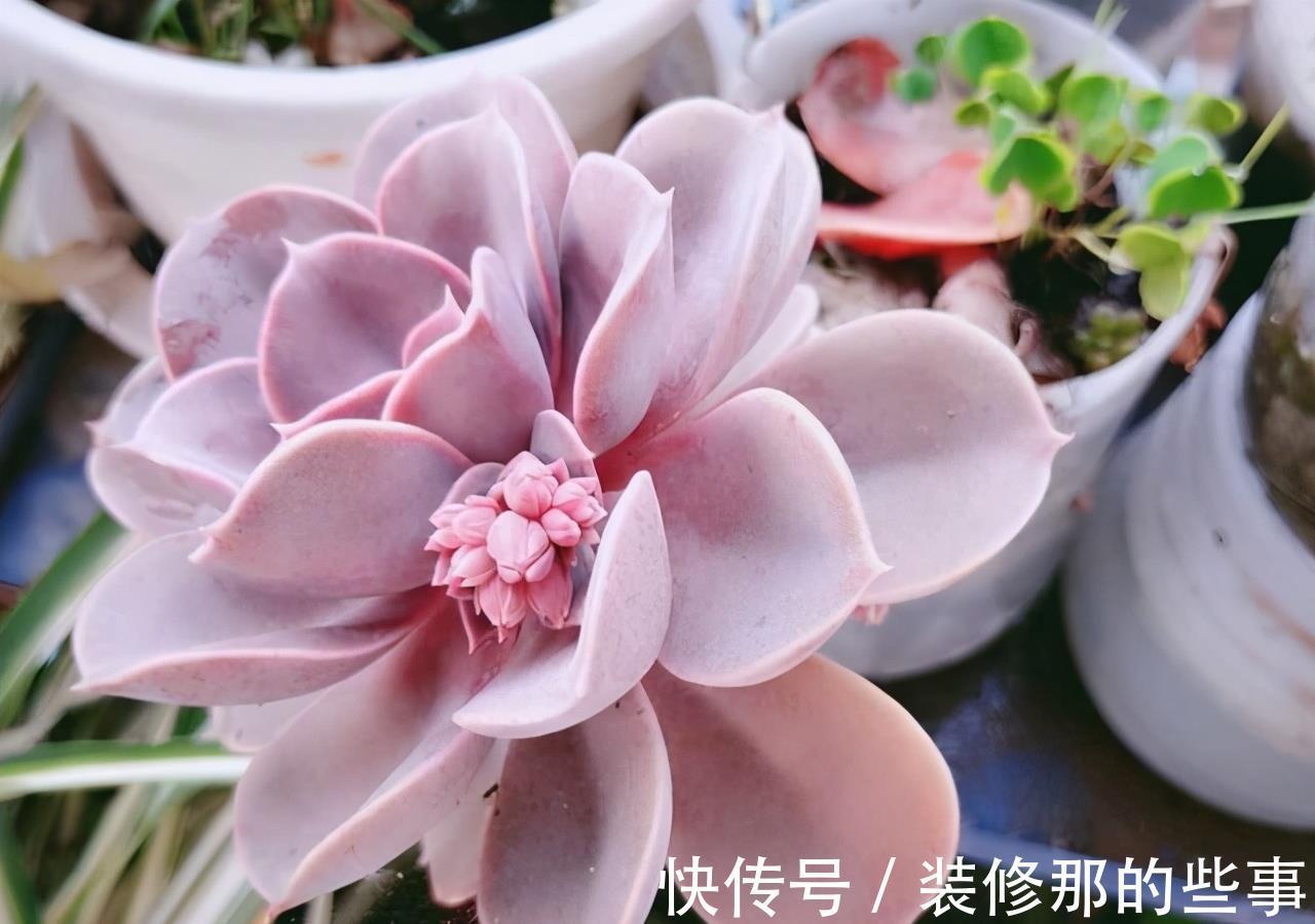 徒长|阳台党打心底里喜欢的多肉不多,紫珍珠算一个,群生的老桩真漂亮