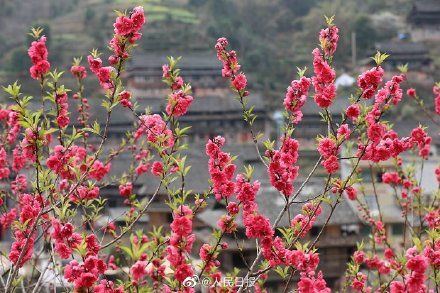 低薪|春到人间！广西百里侗寨桃花盛开