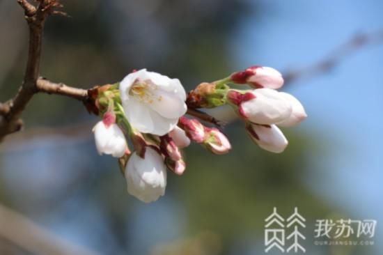 普陀宗乘之庙|“消息树”落幕 南京鸡鸣寺樱花树将进入盛花期