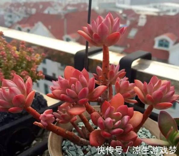 秋天养盆多肉红稚莲,叶片红似火,养成小老桩,美极了