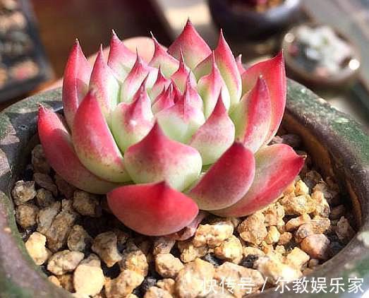 叶落叶|夏天养多肉,掉叶落叶太急人,做好“几点”,依旧水润肥嘟嘟