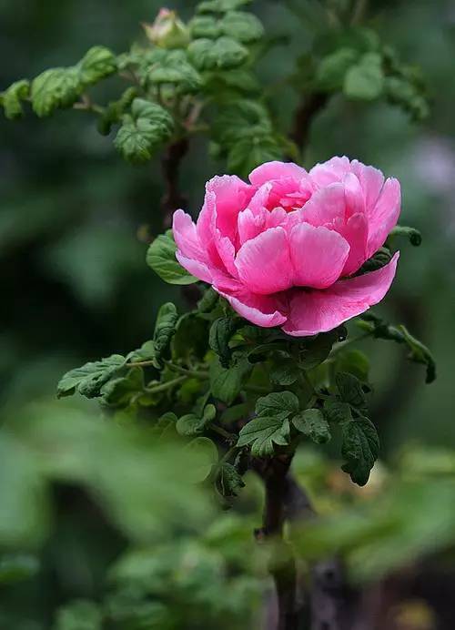 中国十大名花欣赏,美极了!