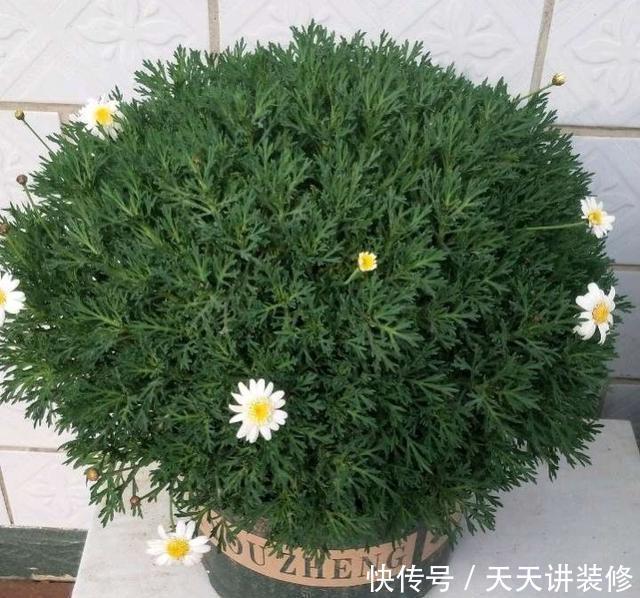 好时机|天气要热了,三种花修剪扦插正当时,小编已经迫不及待了