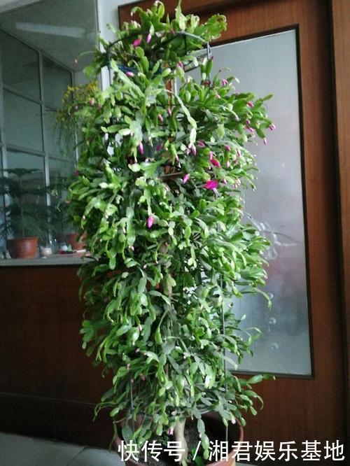 仙人果|30年的仙人掌长成“仙人树”,霸气侧漏,多少钱也不卖