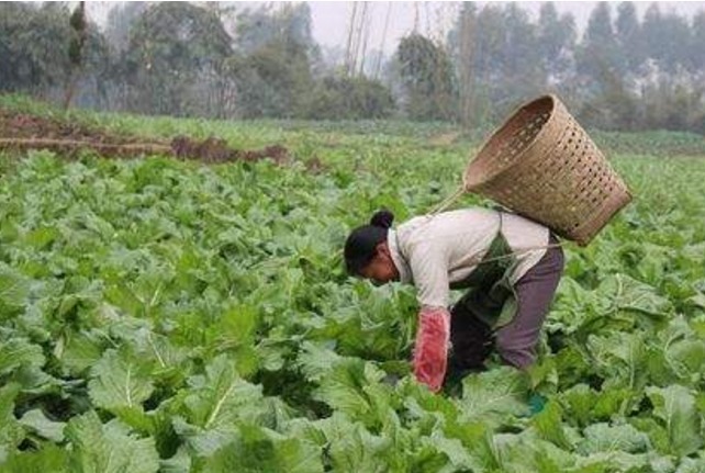 小知识|3种菜是癌细胞“冤家”，每天吃点，癌细胞悄悄“消失”