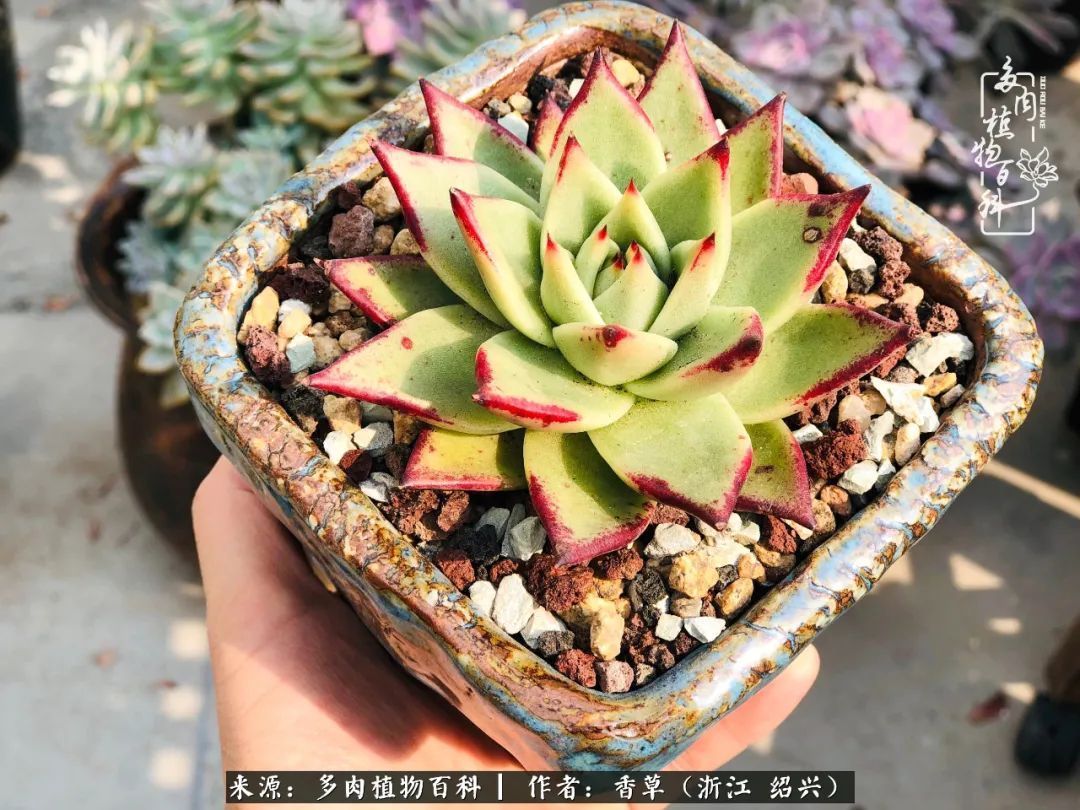 阳台上的一亩三分地，我愿与你一起，与时光媲美！