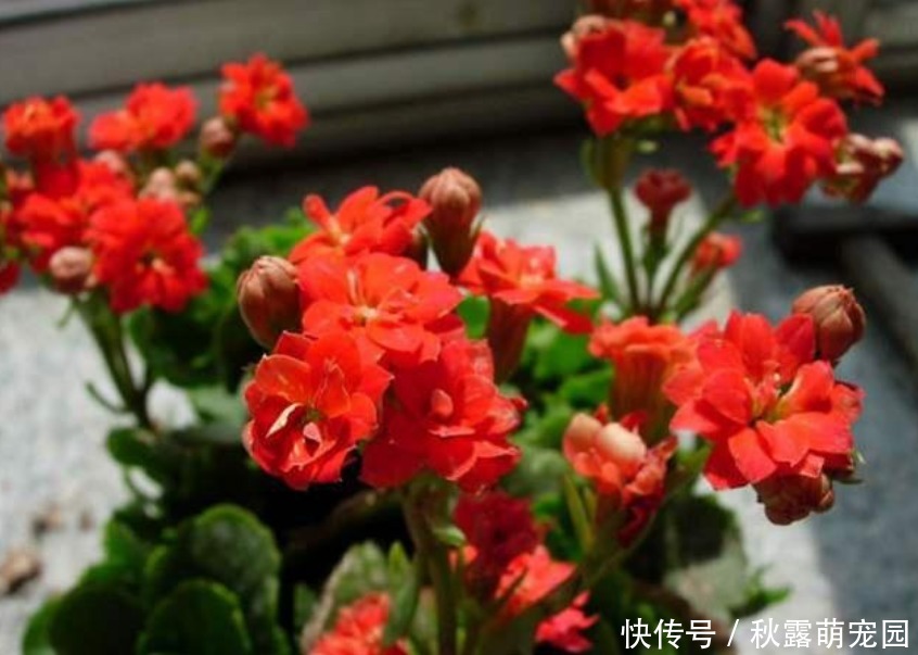 “3种花”不要随便送人,多养几盆在家,不仅旺宅还招财!