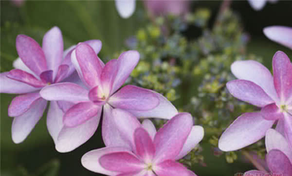 3种花谁养谁喜欢,比玫瑰还漂亮,香气浓郁,花期长,还很好养护!