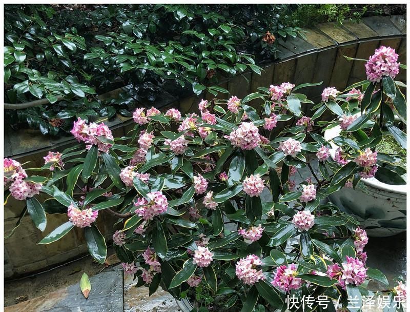 最芳香的花,花开一朵,满室飘香,花期长,种植简单,是盆栽佳品