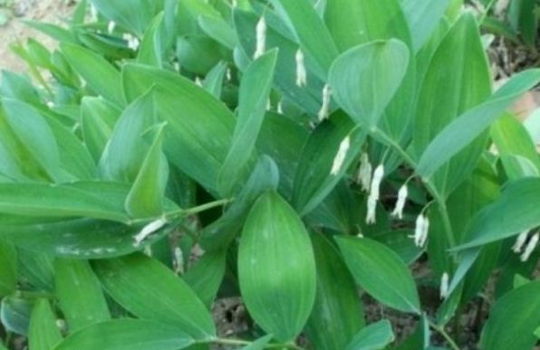 被誉为野草中的小人参，价值十分的珍贵，可惜知道的人并不多！