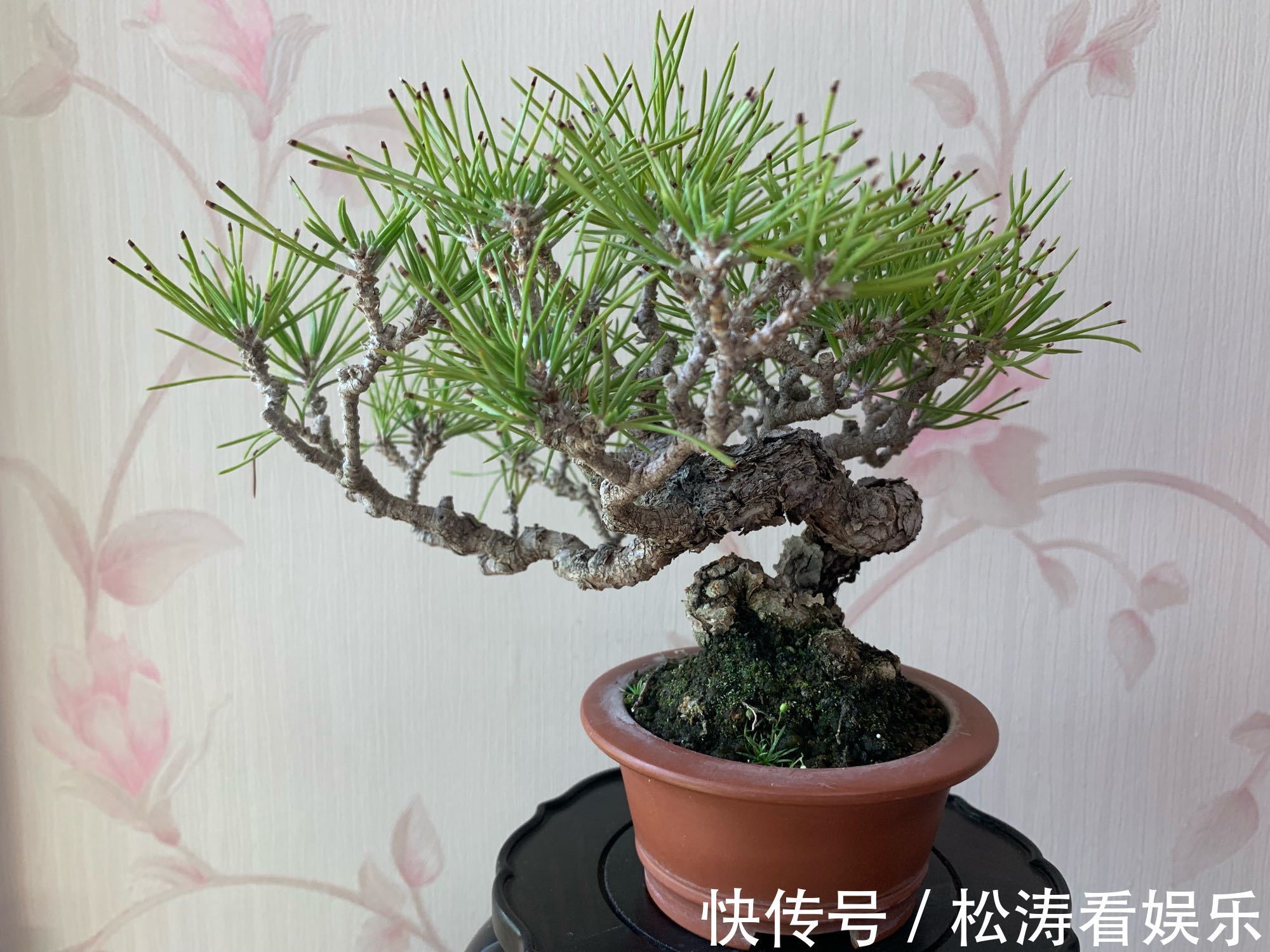 假植|黑松盆景蓄枝让枝条快速增粗的方法摇动枝条增粗法,想多粗都行