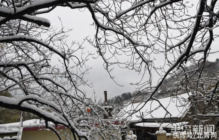 肖枫|你那里是下雨还是下雪？今天，同在青岛，却仿佛不在一个季节...