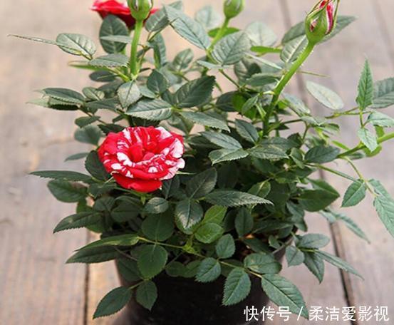 月季盆栽要领分享:作为养花人,收藏这一篇就够了!