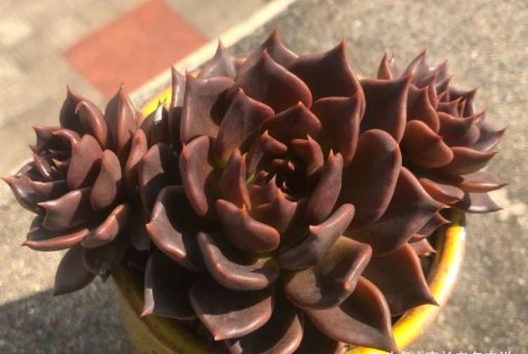 多肉黑王子和罗密欧,都是考验养功的品种,能养好说明你已是高手