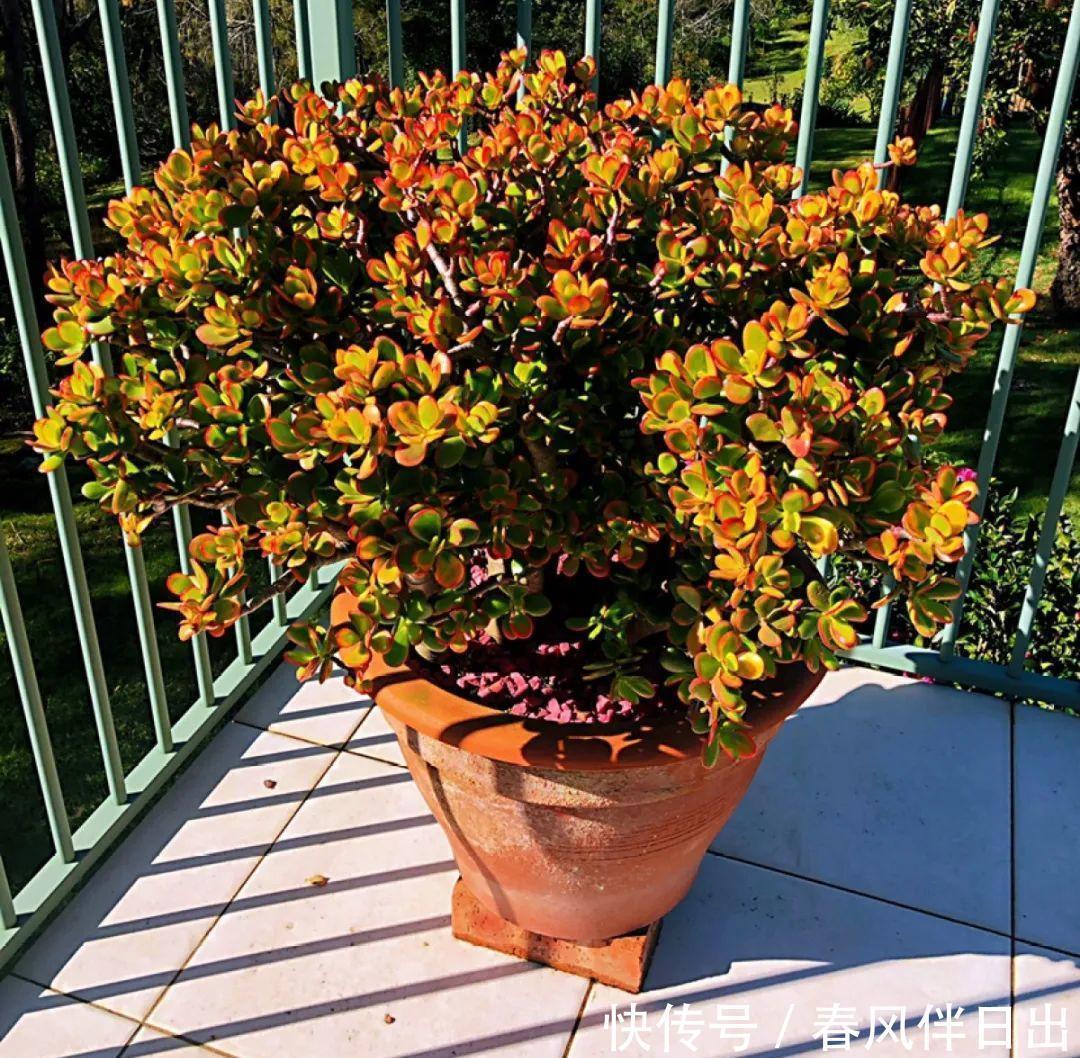 超级耐旱花,整个冬天不浇水,还能胖一圈!