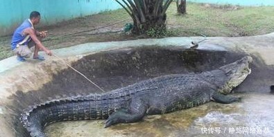 本军队|日军误入鳄鱼岛,千名士兵惨遭吞食,幸存士兵精神错乱