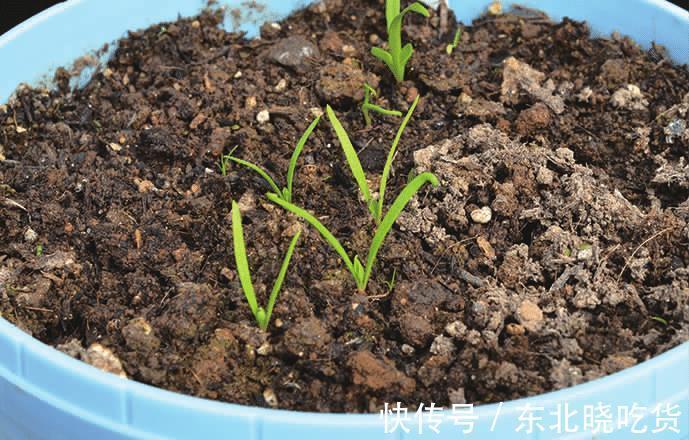 菠菜“太贵啦”，不如自己在家种，掌握4个技巧，一个冬天吃不完