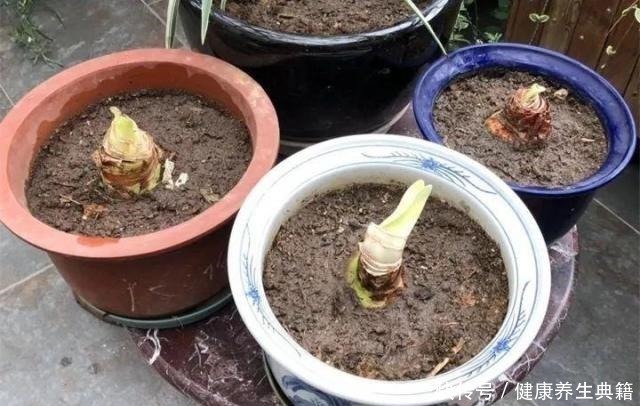 三角梅|养花不生根赶紧塞团卫生纸,大白根蹭蹭冒!养花不生根赶紧塞团卫生纸,大白根蹭蹭冒!