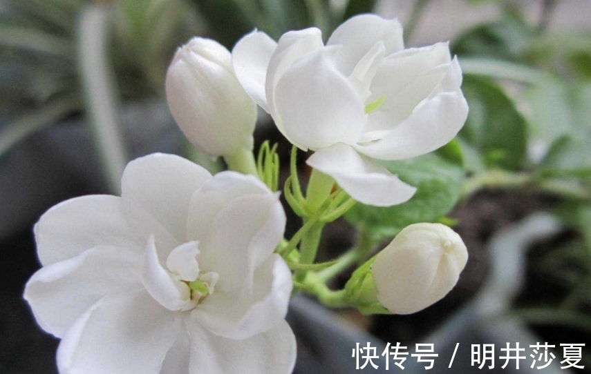 生肖|9月6号到中旬，桃花来袭，保持初心，爱惜自己，生活愈发幸福