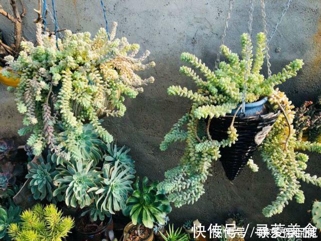 盆栽|他痴迷养多肉,将500多盆多肉养出“高级感”,大家都夸美如仙境